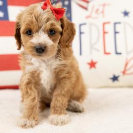 Sandy - Buff and white female Cockapoo puppy in Salt Lake City, Utah from My Doodle Puppy