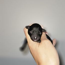 Pugsly - Black male Yorkipoo puppy in Coolidge, Arizona from Effervescent-Pooches