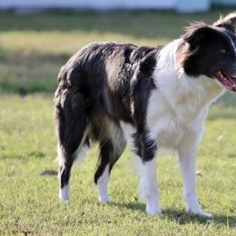 American Corgi, Border Collie, and Pembroke Welsh Corgi Puppies from Cowtown Corgis & Border Collies