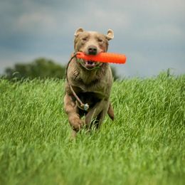 Dilute Retriever All Grown Up from Roaming Lab Farms