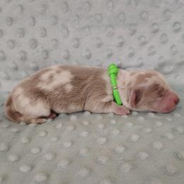 Puppy 2 - Fawn (isabella) and tan male Dachshund puppy in Krum, Texas from Dots N Spots Dachshunds