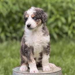 Zephyr - Blue merle male Aussiedoodle puppy in Germantown, Ohio from Doodle Patch Farm