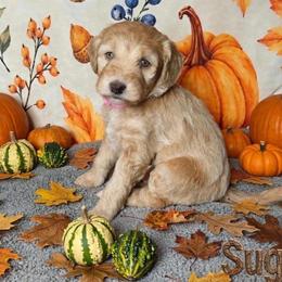 Sugar - Fawn and white female Sheepadoodle puppy in Austin, Texas from Darling Doodles