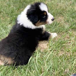 Australian Shepherd Puppies from Rolling Hills Australian Shepherds