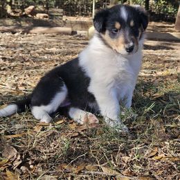 Noel - Black white and tan female Collie puppy in Keysville, Georgia from Strawberry Patch Collies