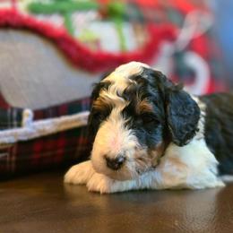 Boone - Tri-color male Bernedoodle puppy in Blanco, Texas from Texas Hill Country Sheepadoodles & Bernedoodles