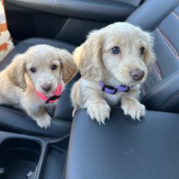 Dachshund Puppies from Hillside Hounds