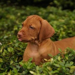 Vizsla Puppies from 5Starr Vizsla