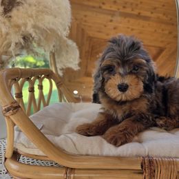 Turks and caicos - Blue merle male Aussiedoodle puppy in North Royalton, Ohio from Johnson's Doodles