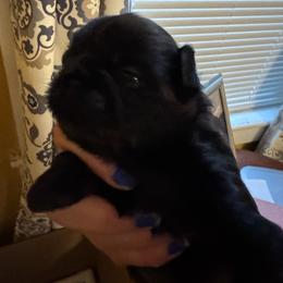 Boy 1 - Black male Shih Tzu puppy in Augusta, Maine from Zulas Shih Tzu of Maine