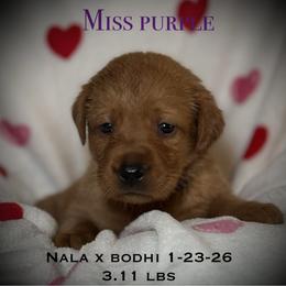 Miss Purple CO - Yellow female Labrador Retriever puppy in Portland, Tennessee from Whiskey Ridge Retrievers