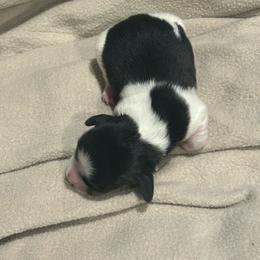 Black and white piebald boy - Piebald male Dachshund puppy in Westminster, South Carolina from Carter's Kennels