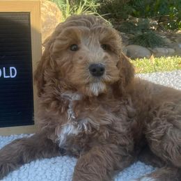 Aussiedoodles, Goldendoodles, and Golden Retrievers from Tails of Cypress