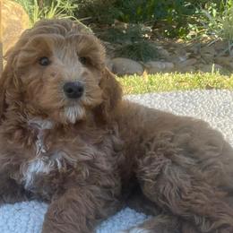 Aussiedoodles, Goldendoodles, and Golden Retrievers from Tails of Cypress