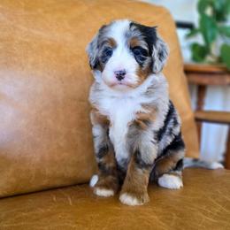 Peach - Blue merle female Bernedoodle puppy in Moses Lake, Washington from Macy Meadows Doodles