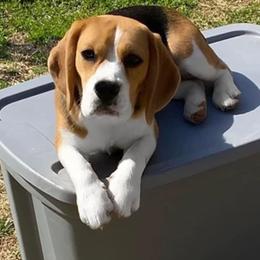 Nubbin - Beagle