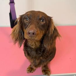 Maple - Dachshund