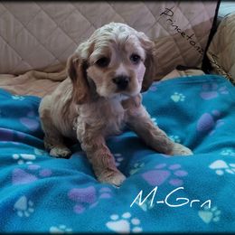 Cocker Spaniel Puppies from -PrincetonzSpanielz-