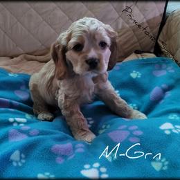 Cocker Spaniel Puppies from -PrincetonzSpanielz-