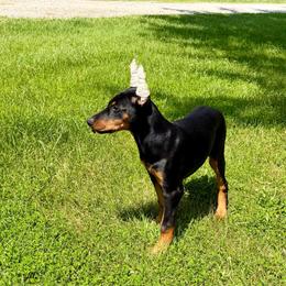Daphne (Purple Collar) - Black and rust female Doberman Pinscher puppy in Centralia, Missouri from TopSpots Farm