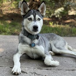 Siberian Husky All Grown Up from Heather Martens
