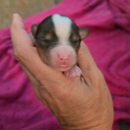 Boy Merle - Blue merle male Toy Australian Shepherd puppy in Forney, Texas from Texas Talent Toy Aussie's and Labs