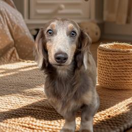 Sterling 3,500 - Fawn (isabella) and cream male Dachshund puppy in Gatesville, Texas from Emily’s Doxie Domain