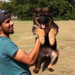 Male 1 for price please message  us and our puppies start from 2500 to 6000 And deposit fee is 1000 not the full cost - Black and red female German Shepherd puppy in Dallas, Texas from Sam's Highest Quality Shepherds
