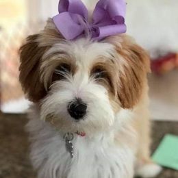 Tibetan Terrier Puppies from Zara Tibetan Terriers