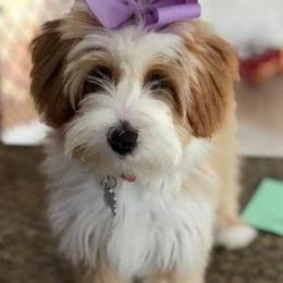 Tibetan Terrier Puppies from Zara Tibetan Terriers