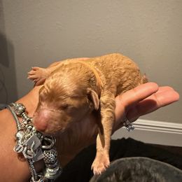 Yorkipoo Puppies from Racquel Smith