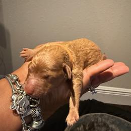 Yorkipoo Puppies from Racquel Smith