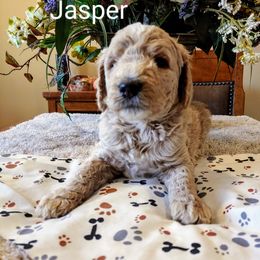 Goldendoodle Puppies from Ninnie's Doodles