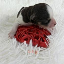 Lilly - Parti female Miniature Schnauzer puppy in Sylvania, Georgia from Southern Sky Miniature Schnauzers