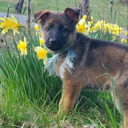 German Shepherds from King of Kings Kennels