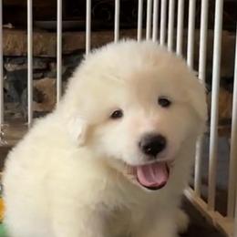 Mr. Edwards - White male Great Pyrenees puppy in Murfreesboro, Tennessee from Storybook Tails Farm