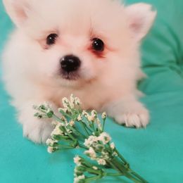 Pomeranian Puppies from Marsha's Pomeranians