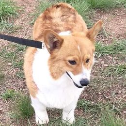 Angel - Pembroke Welsh Corgi