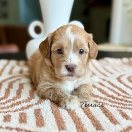 Terrace - Caramel female Australian Labradoodle puppy in Nashville, Tennessee from SF Australian Labradoodles