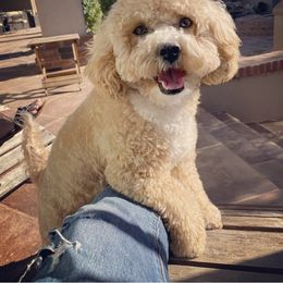 Companion Cross Puppies from Habibi Bears