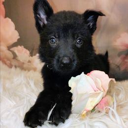Girl 3 - Black female German Shepherd puppy in Holden, Missouri from Shiloh's Shepherds & Ridgebacks
