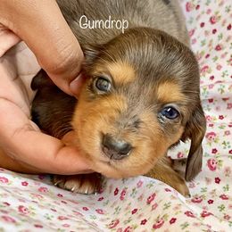 Aussiedoodle, Australian Shepherd, Dachshund, and Miniature Australian Shepherd Puppies from Bline’s Awesome Aussies at the Bline Family Farm