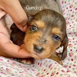 Aussiedoodle, Australian Shepherd, Dachshund, and Miniature Australian Shepherd Puppies from Bline’s Awesome Aussies at the Bline Family Farm