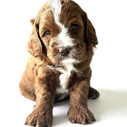 Shamus - Red male Cavapoo puppy in Aiken, South Carolina from Cavapoos of the Carolinas
