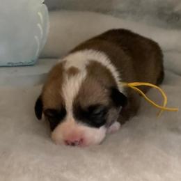 Rosie Girl 3 Yellow - Red female Pembroke Welsh Corgi puppy in Shelley, Idaho from Whistling Wind Corgi’s