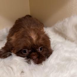 Choco - Chocolate male Shih Tzu puppy in Azusa, California from RJ Shih Tzu lover
