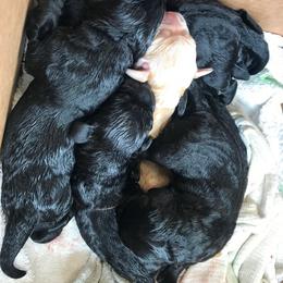 Labrador Retriever Puppies from Aiyer Brothers Labradors
