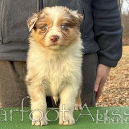 Girl 1 - Red merle female Australian Shepherd puppy in Lowell, Indiana from Bearfoot Aussies and Tollers