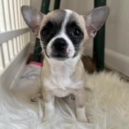 Bernie - Black and tan female Chihuahua puppy in Coweta, Oklahoma from Green Country Chihuahuas