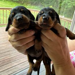 Girl Three - Black and tan female Dachshund puppy in Marinette/Green Bay, Wisconsin from Incahoots Smooth and Wirehaired Dachshunds